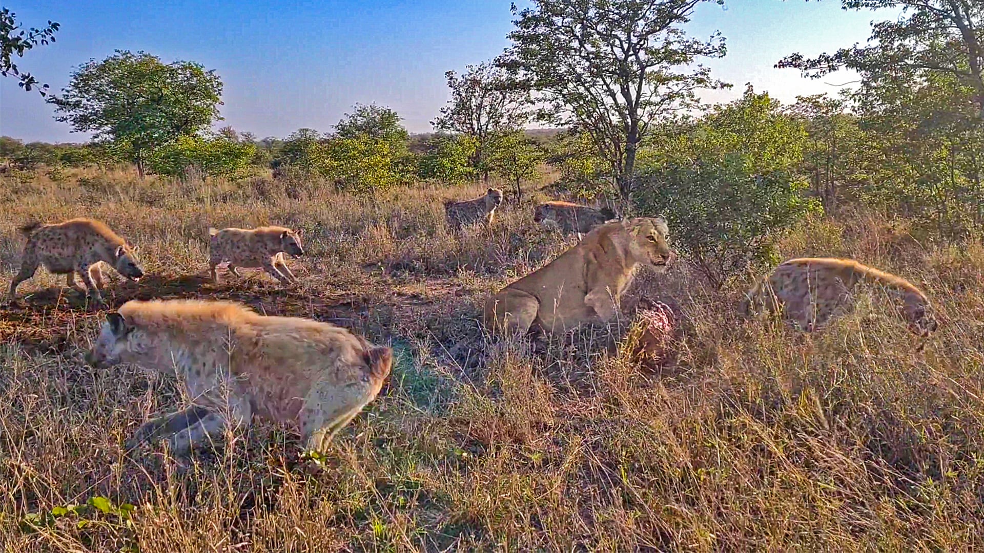Lioness Surrounded By Hyenas Keeps Eating 