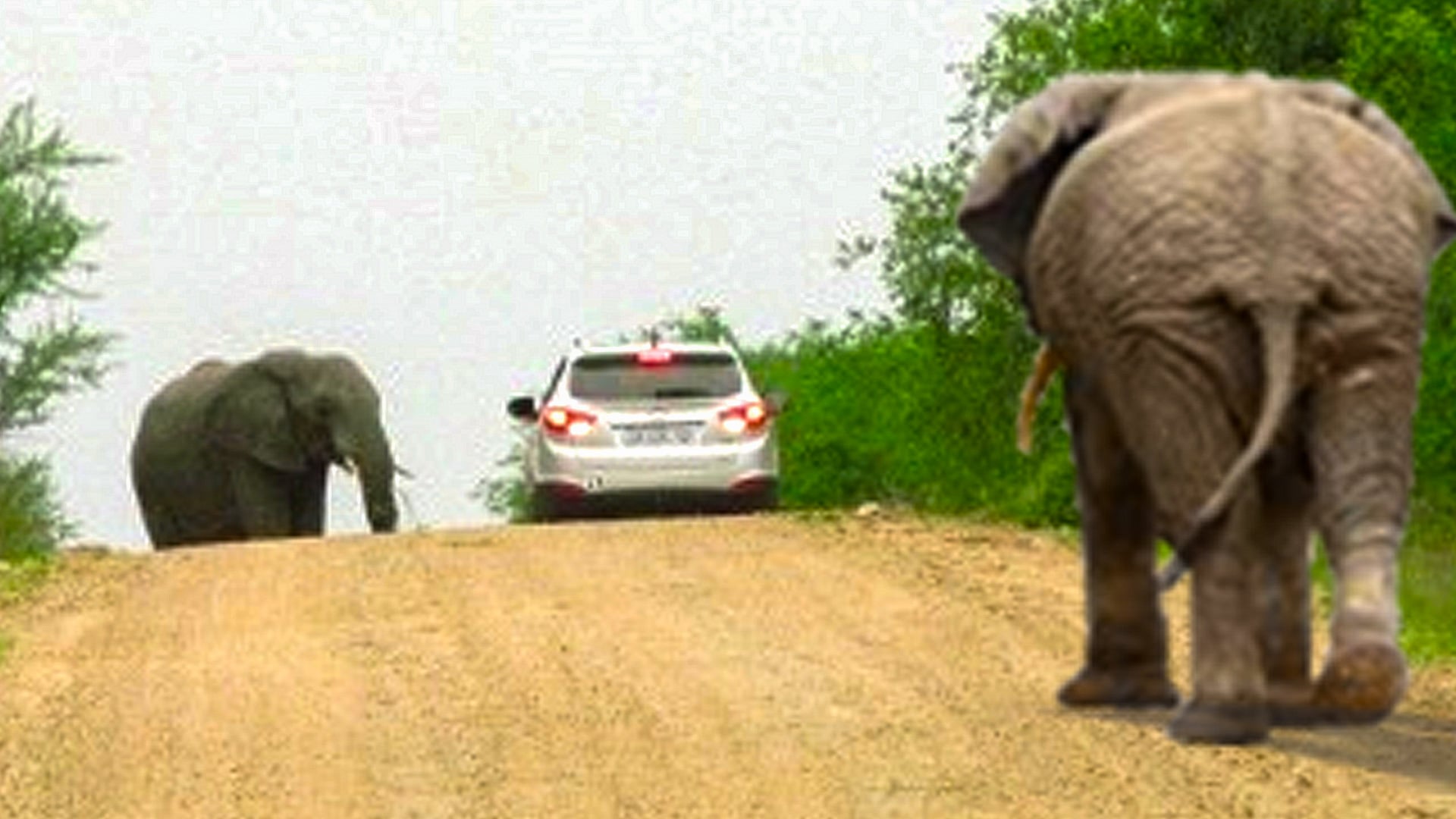 Car Gets Stuck Between 2 Elephants 