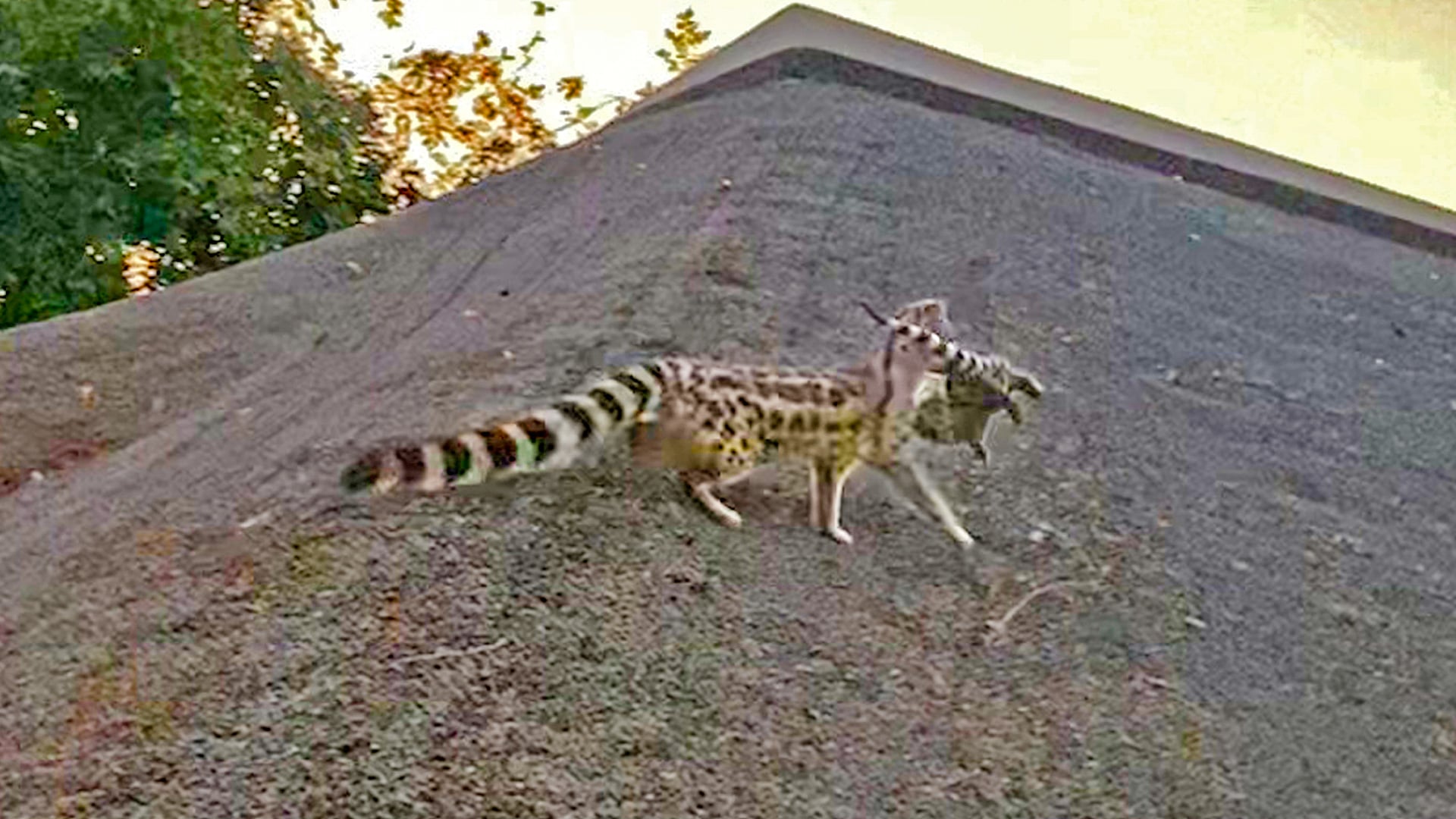 Genet Mom Carefully Carries Her Babies Across A Roof 