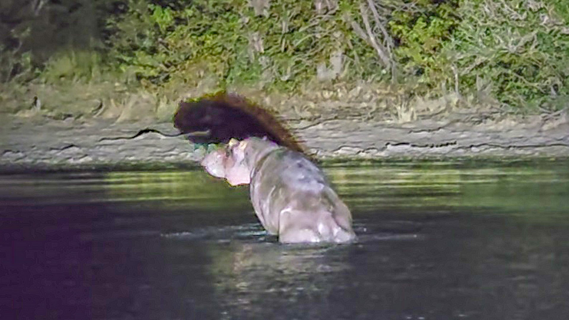 Critically Injured Hippo Struggles To Move 
