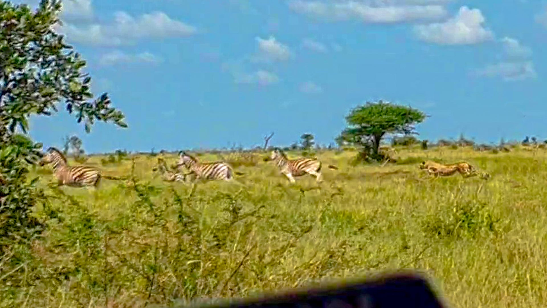 Cheetah Chases Down Zebra at Full Speed 