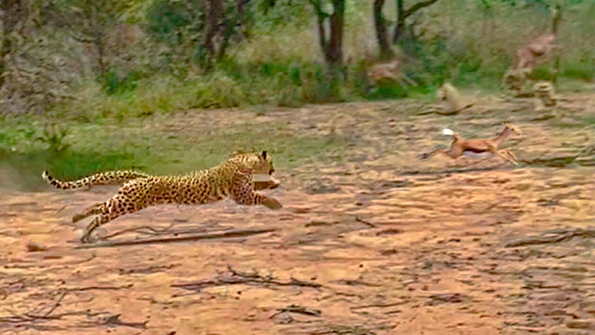 Leopard Sprints Through The Bush To Catch An Impala