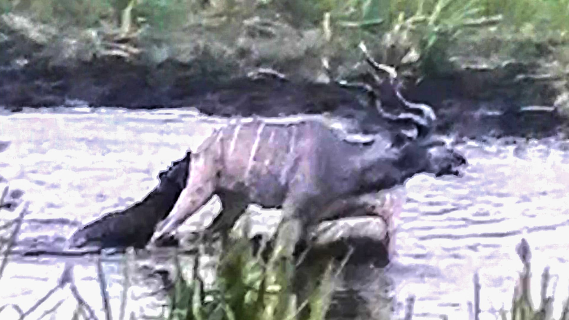 Lone Hyena Takes Down A Huge Male Kudu