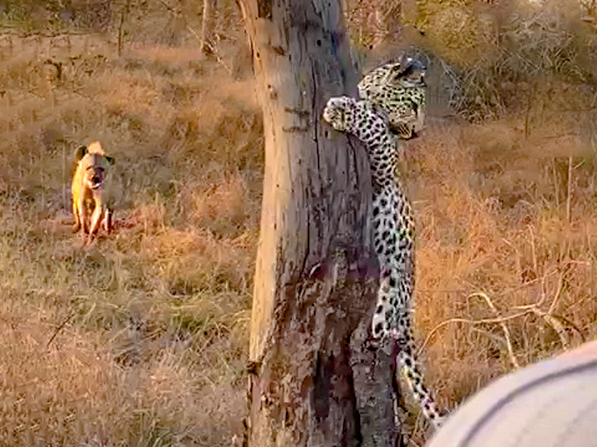 Leopard Cub Tries To Steal Meal Back From Hyena