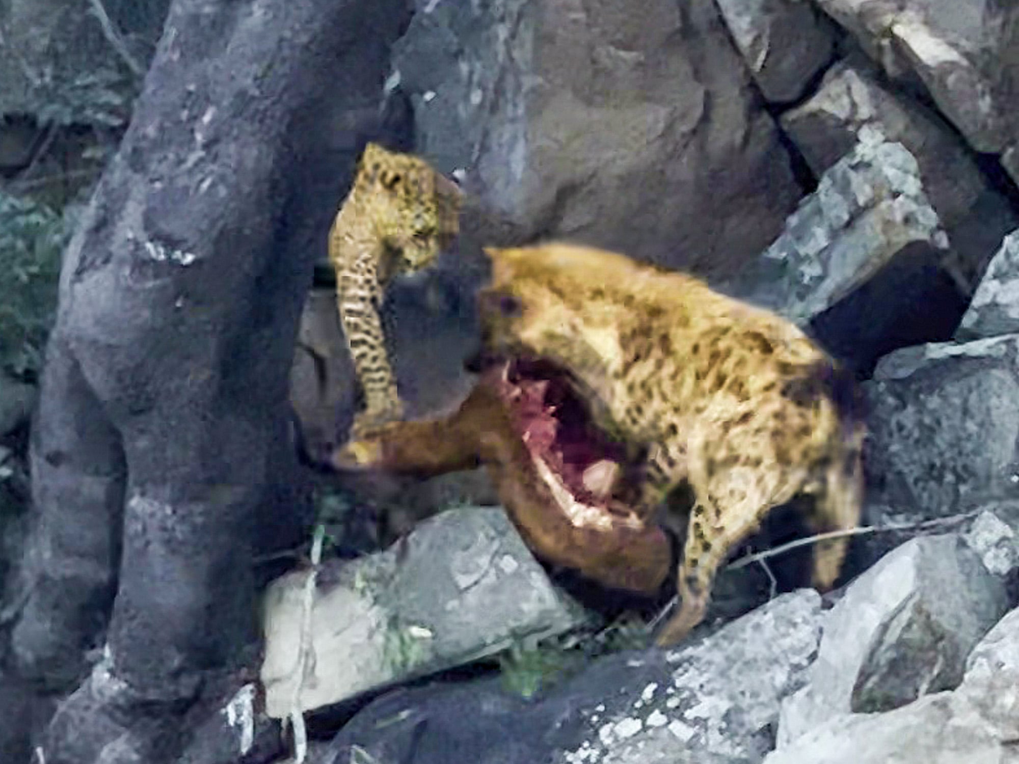 Desperate Leopard Challenges Hyena For Food