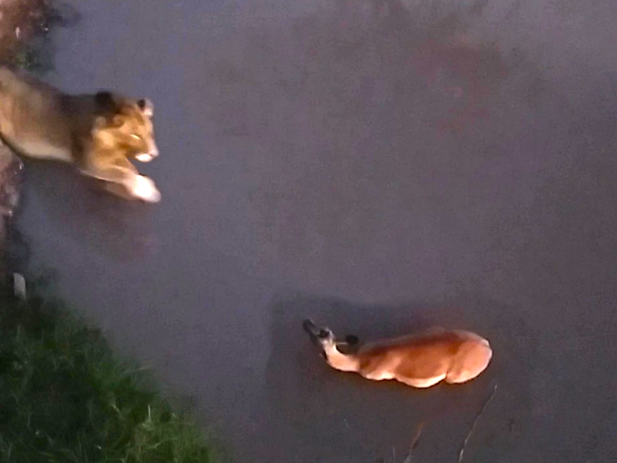 Lion Attacks An Impala While It Swims 