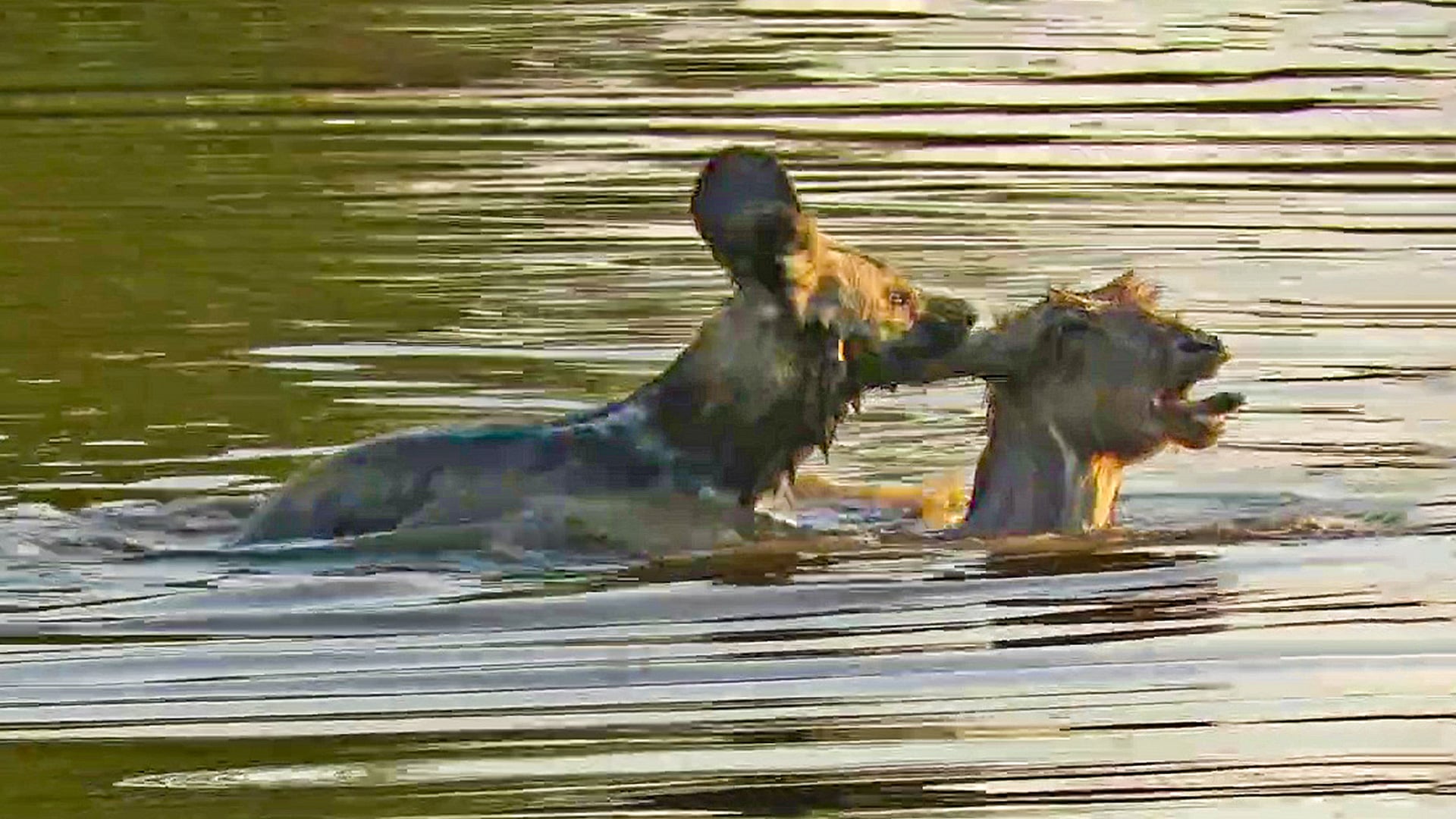 Wild Dog Wrestles an Antelope in the Water
