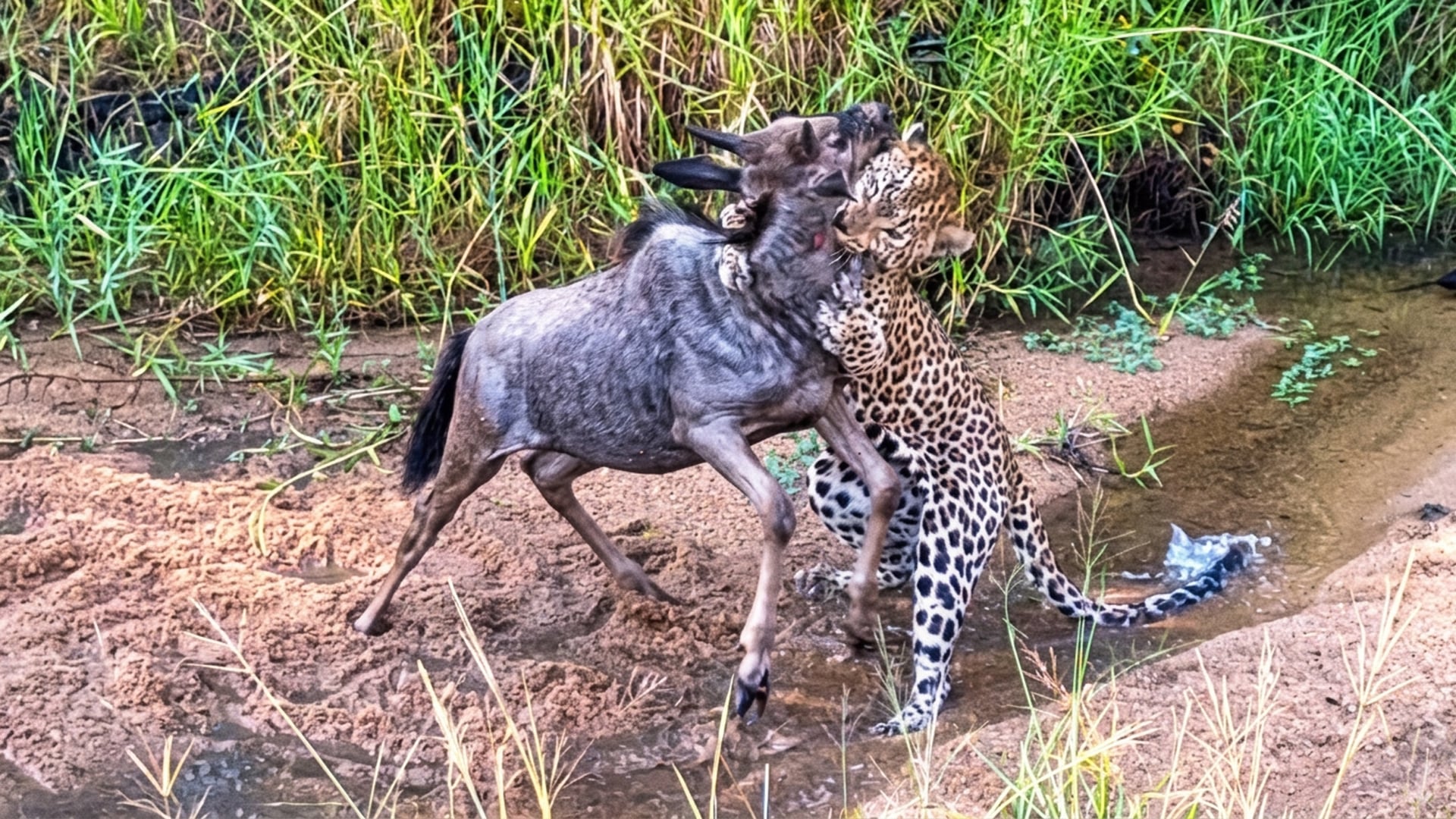 Leopard Wrestles And Drags A Young Wildebeest 