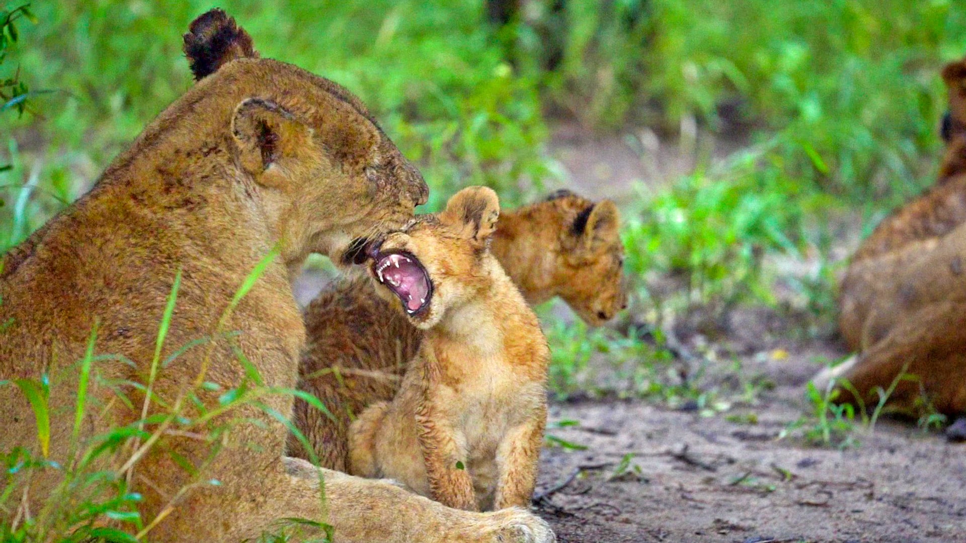 Adorable Lion Cubs Cuddle With Mom