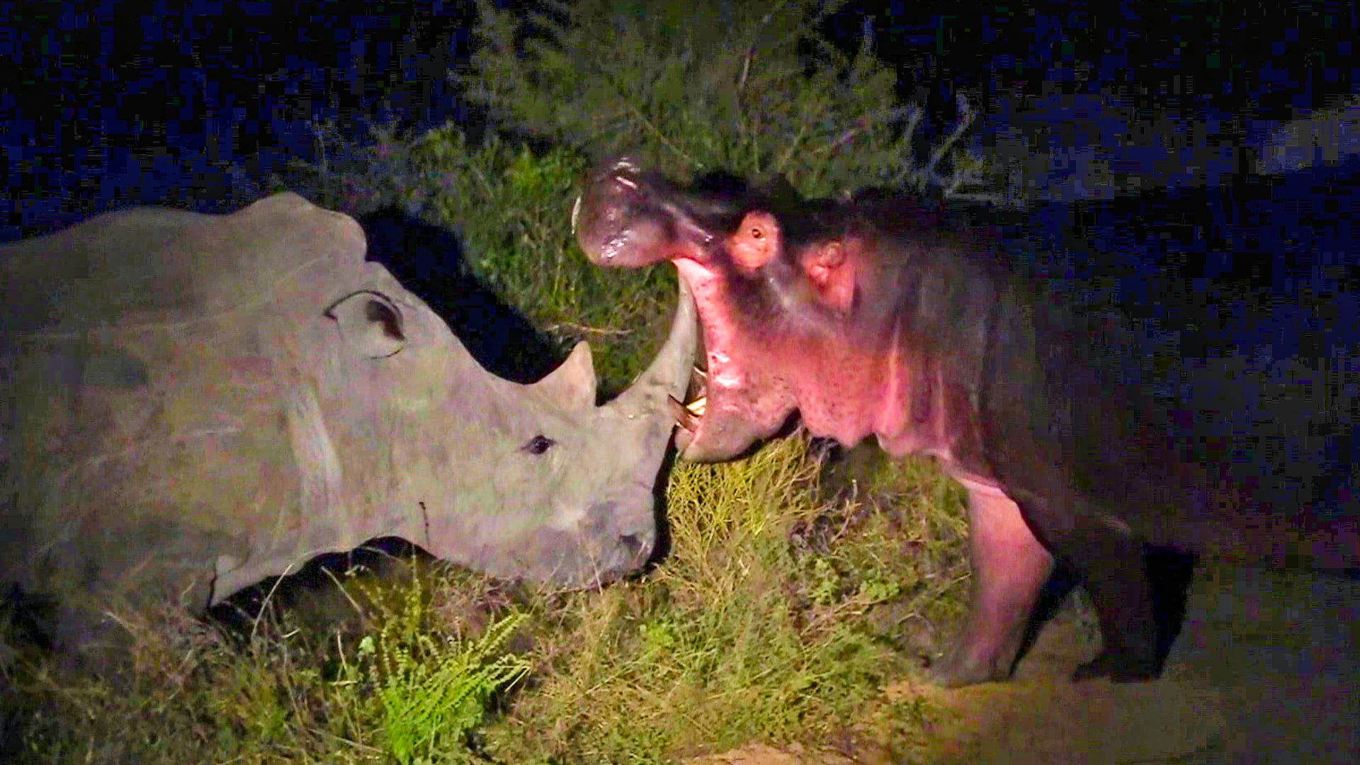 Hippo Uses Rhino Horn as a Toothpick