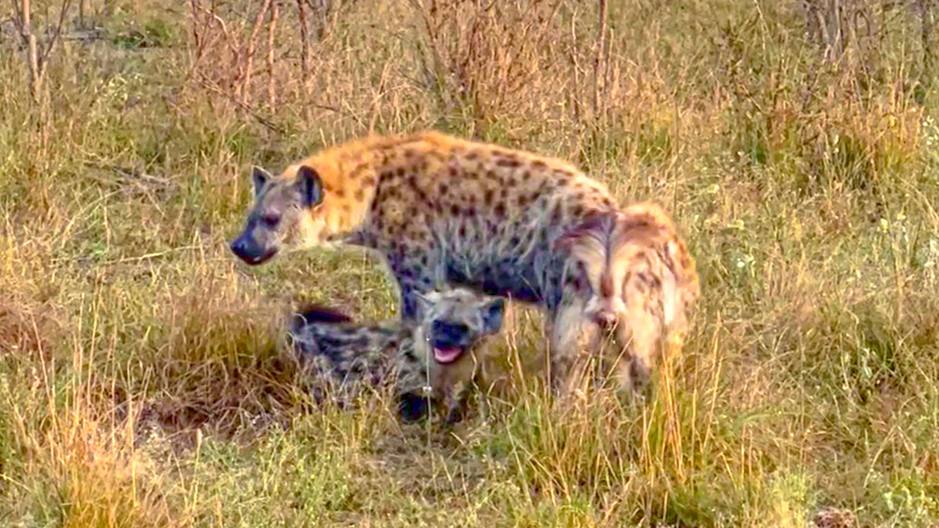 Hyena Cub Throws A Tantrum For Milk
