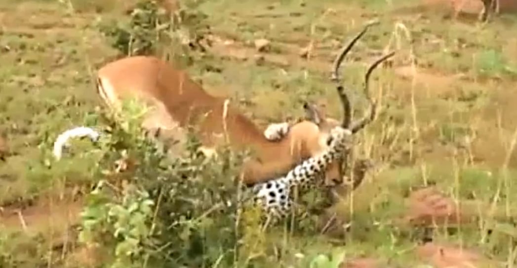 Leopard Battles To Take Down An Impala