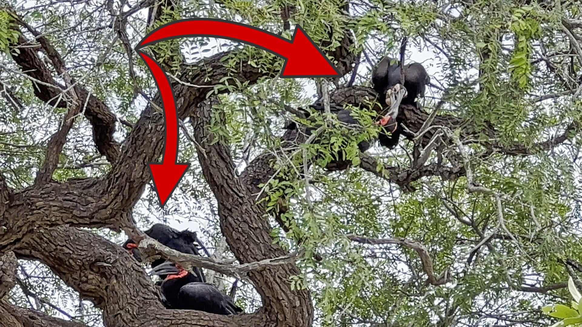 6 Ground Hornbills Huddle in a Tree