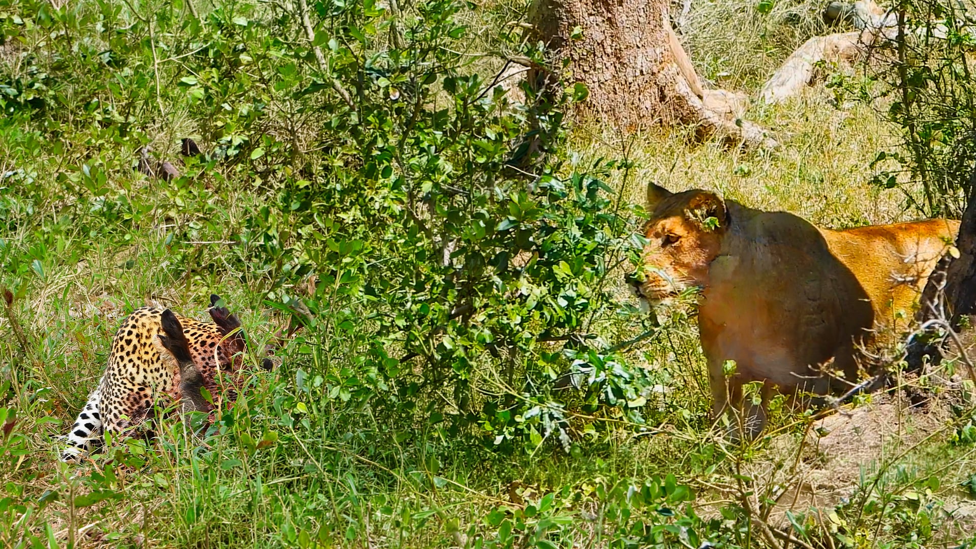 Leopard Rips Into Warthog’s Heart Before Lion Arrives