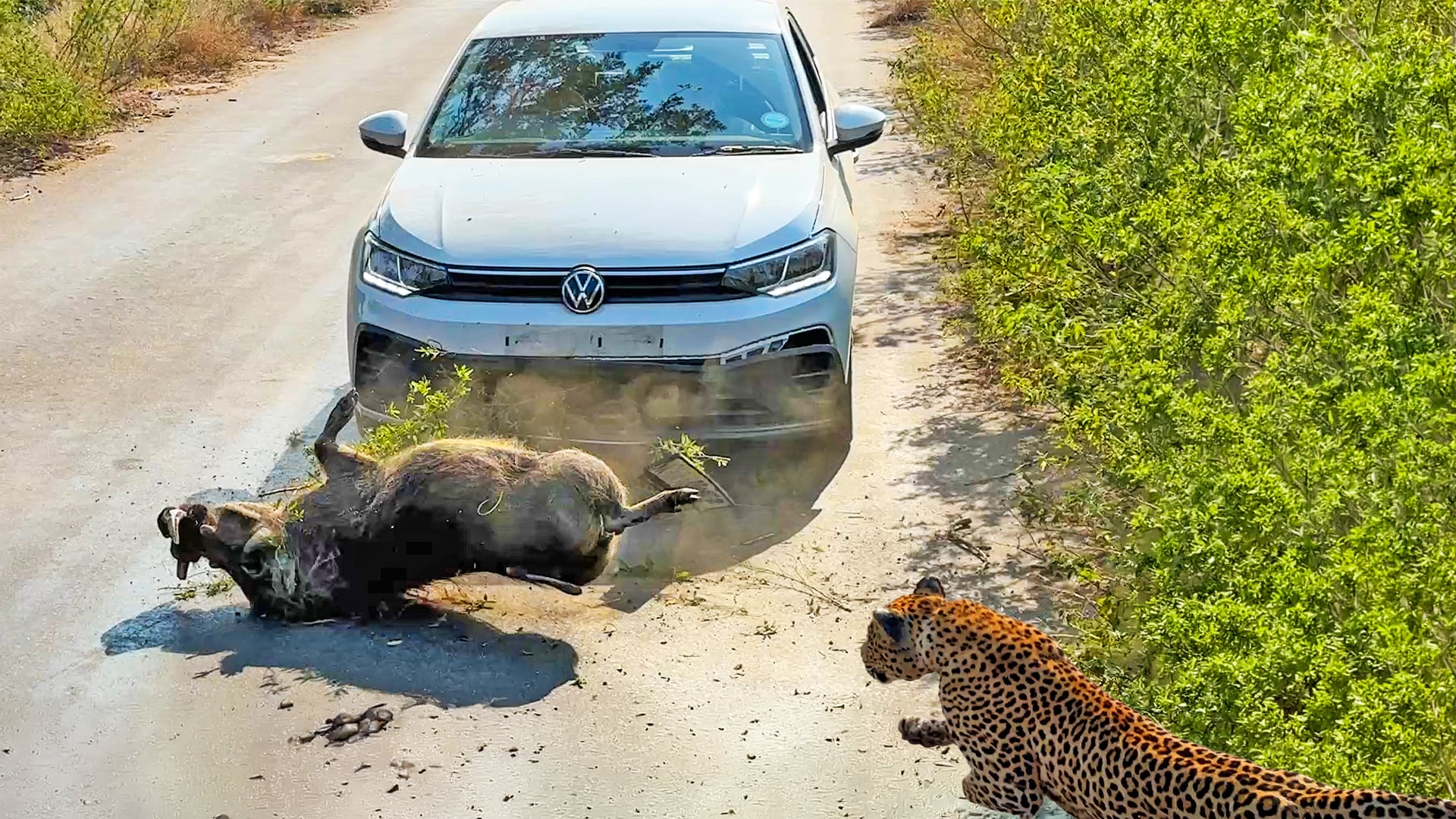 Warthog Smashes Into Car In The Road to Escape Leopard