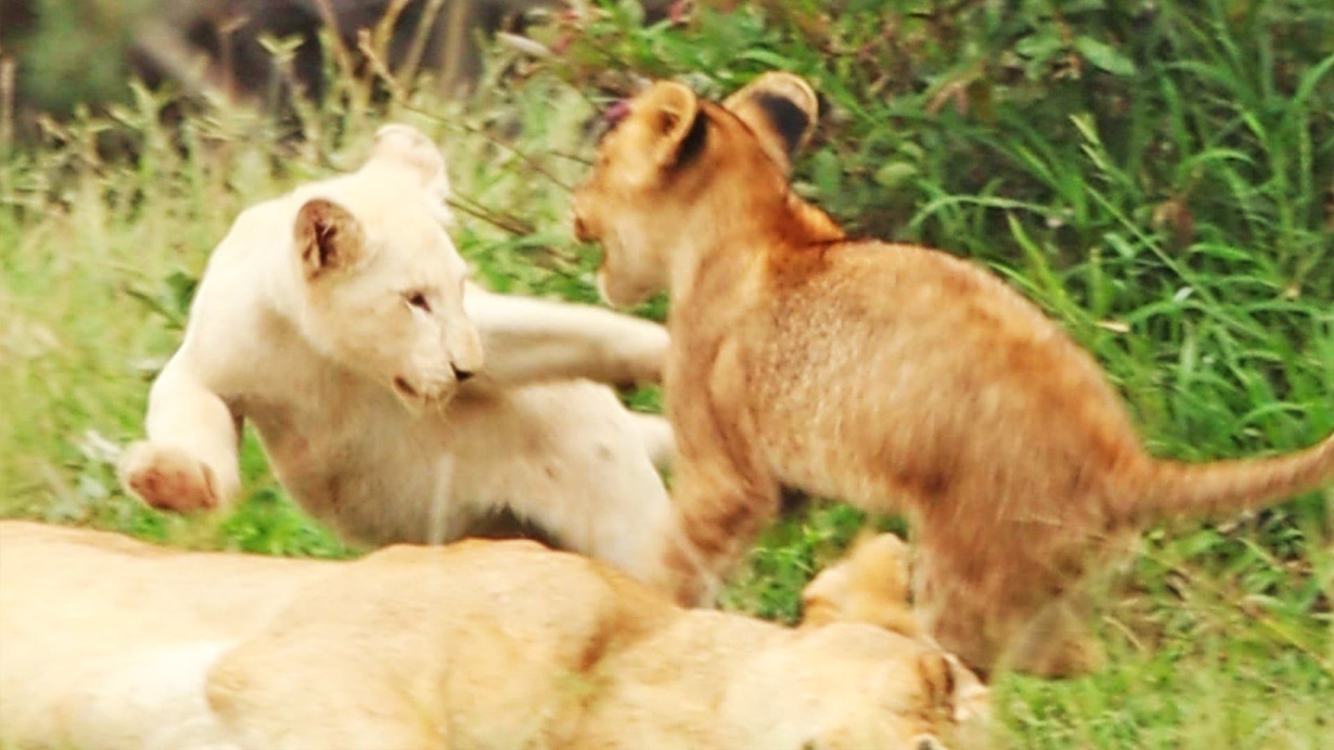 Playful White Lion Cub Refuses To Leave Mom Alone