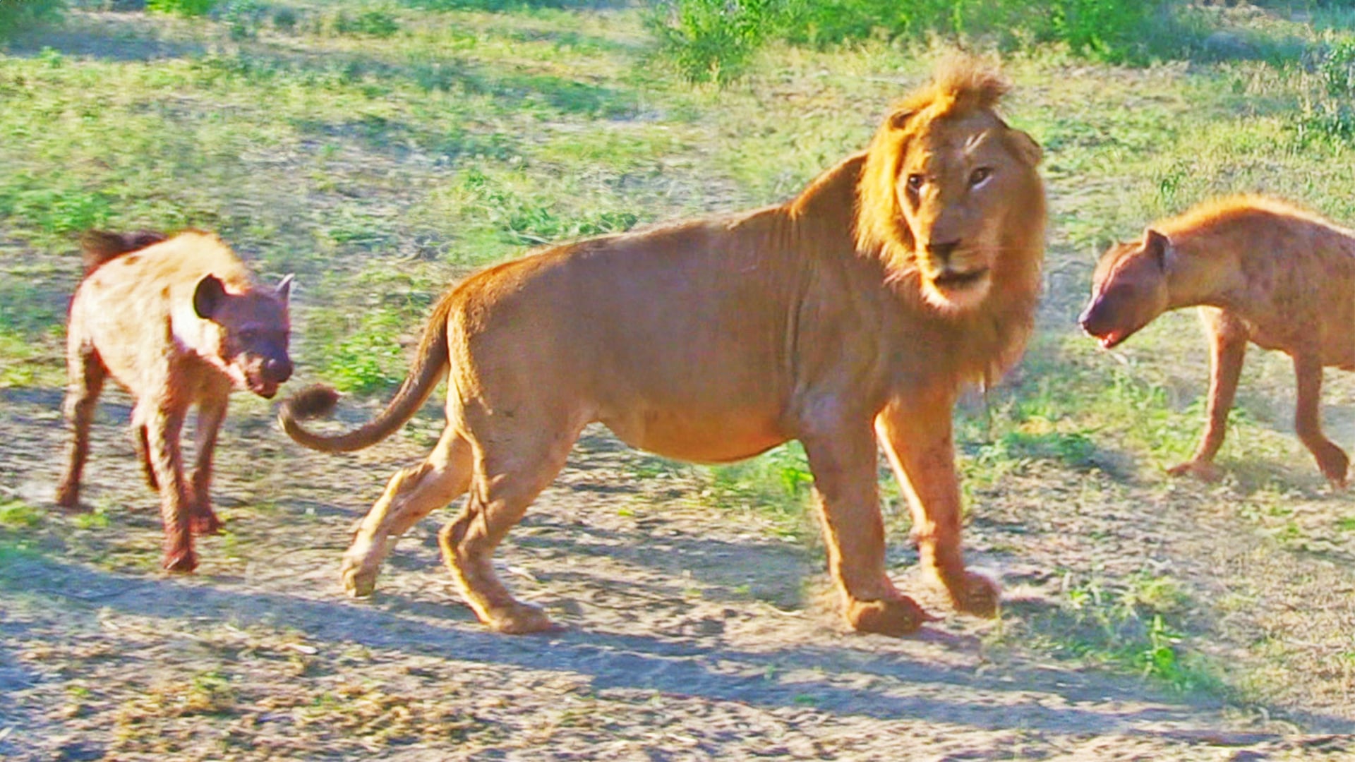 Hyenas Try Dragging Lion Off Buffalo by its Tail 