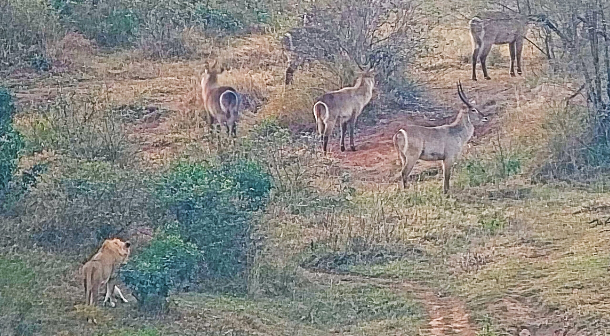 Lioness Fails To Chase After Waterbuck Stalk