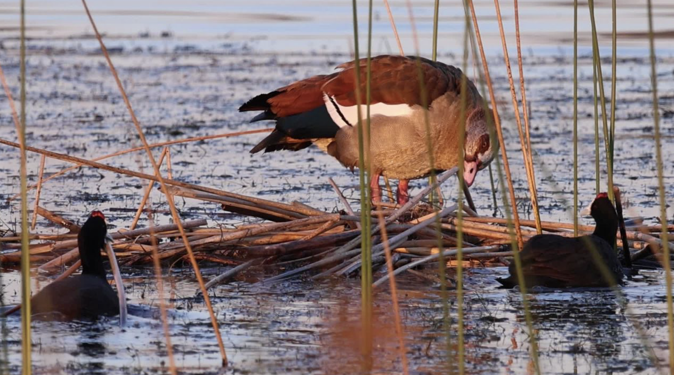 Egyptian Goose Fights Water Birds to Defend Babies