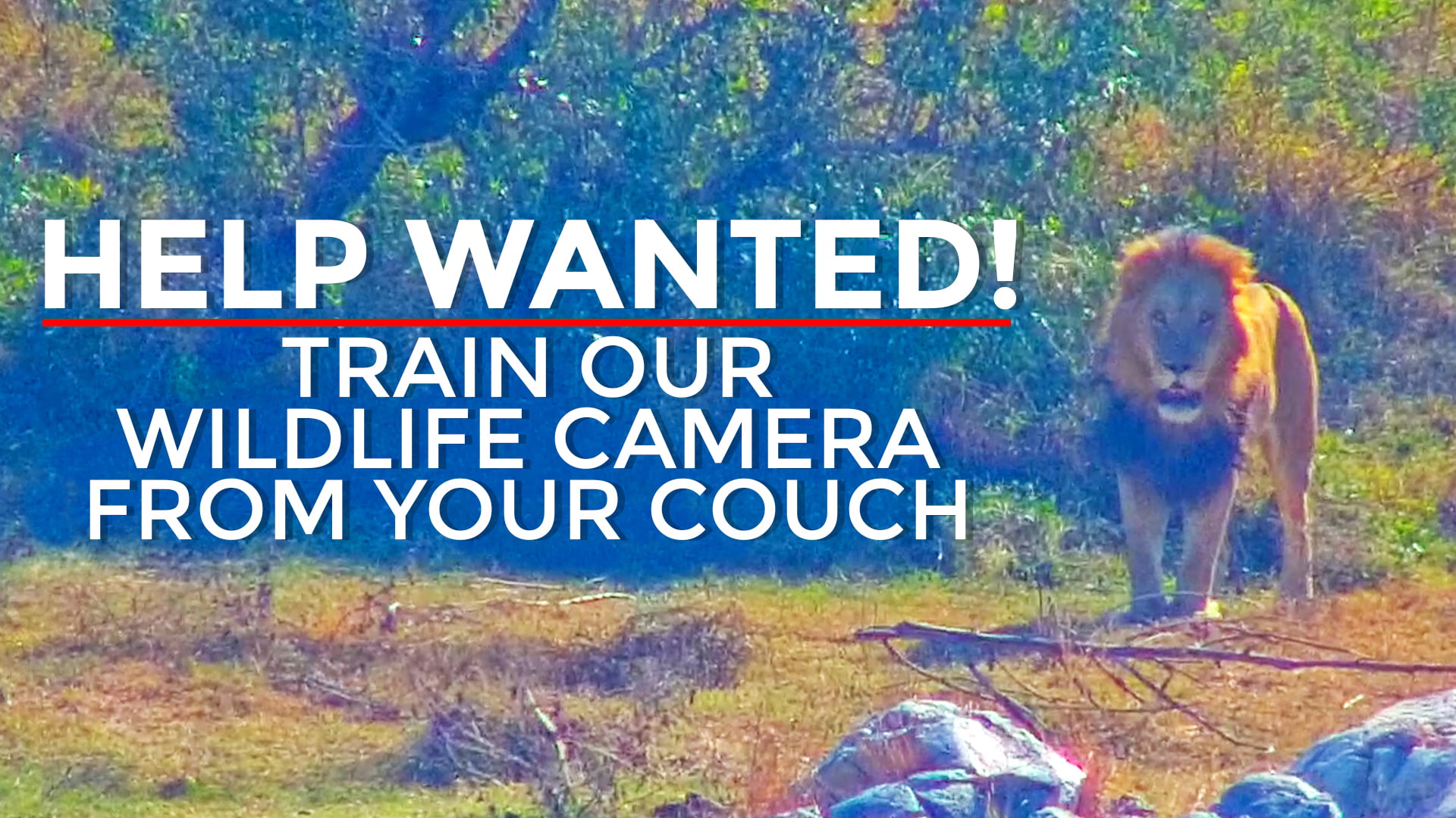 Train Wildlife Cameras From Your Couch
