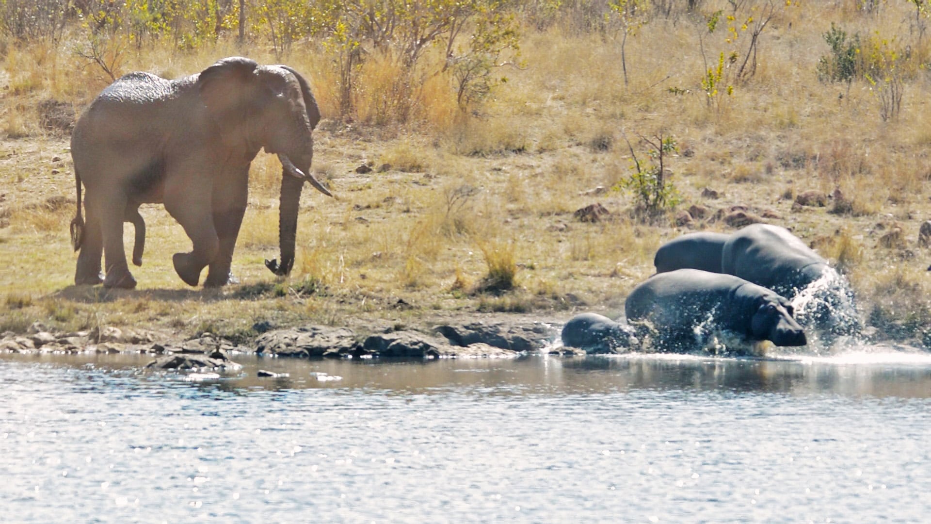 Elephant Chases Hippos Back Into The Water