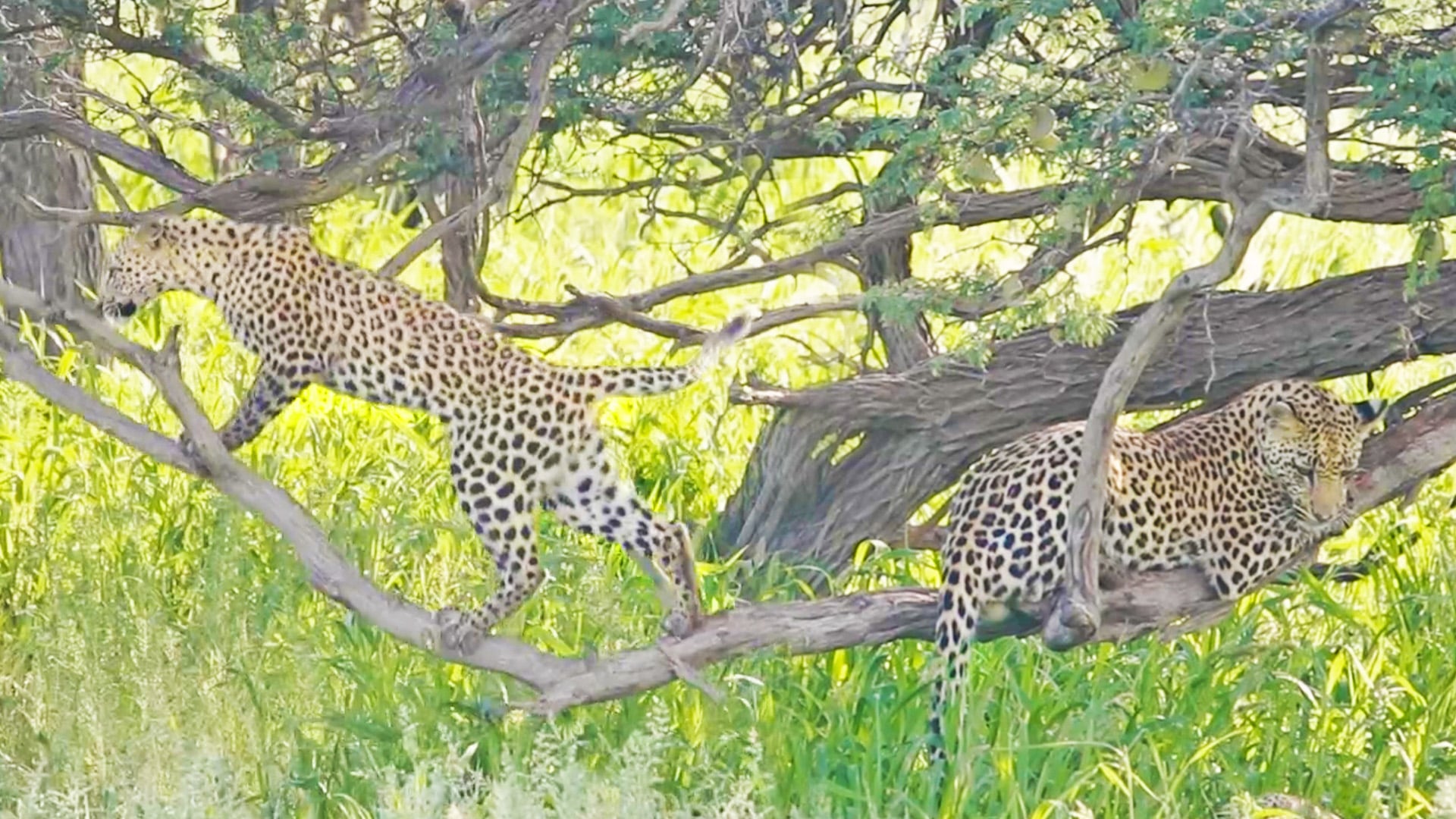 Leopard Cub Bounces Brother off Branch