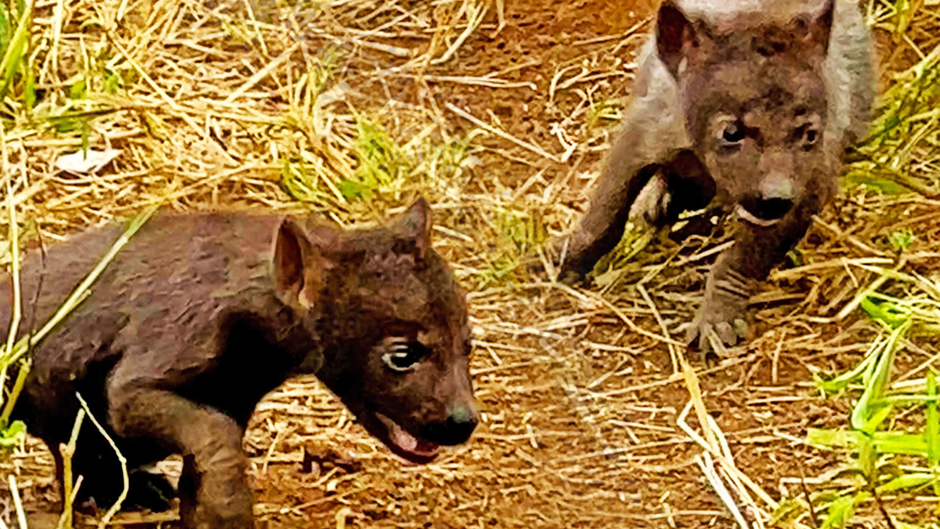 Frightened Hyena Cubs Hide Inside A Hole 