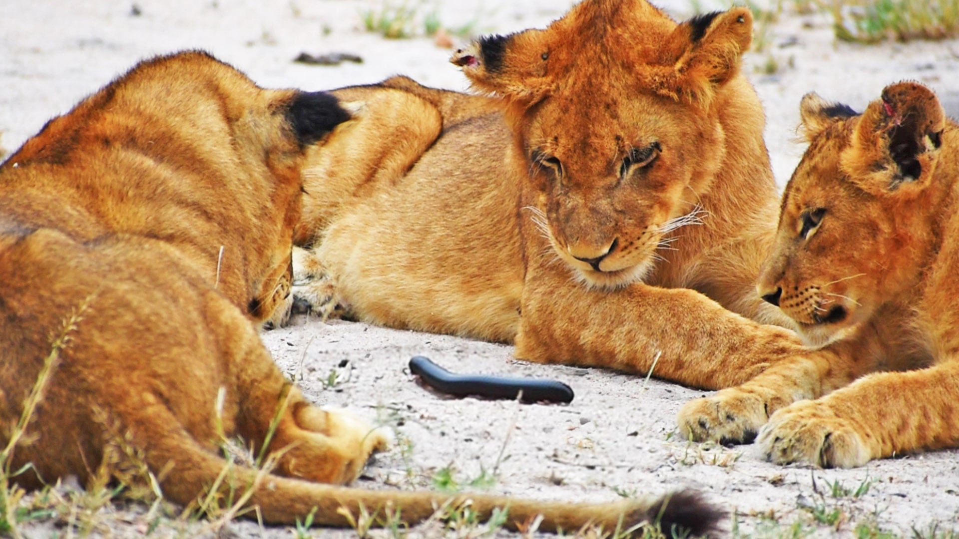 Millipede Tries to Climb on Lion’s Tail
