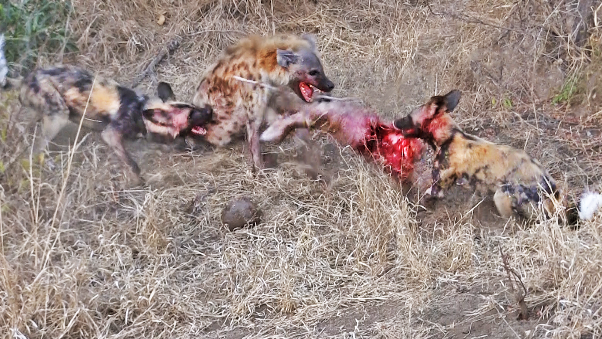 2 Hyenas Fight 2 Wild Dogs For Food