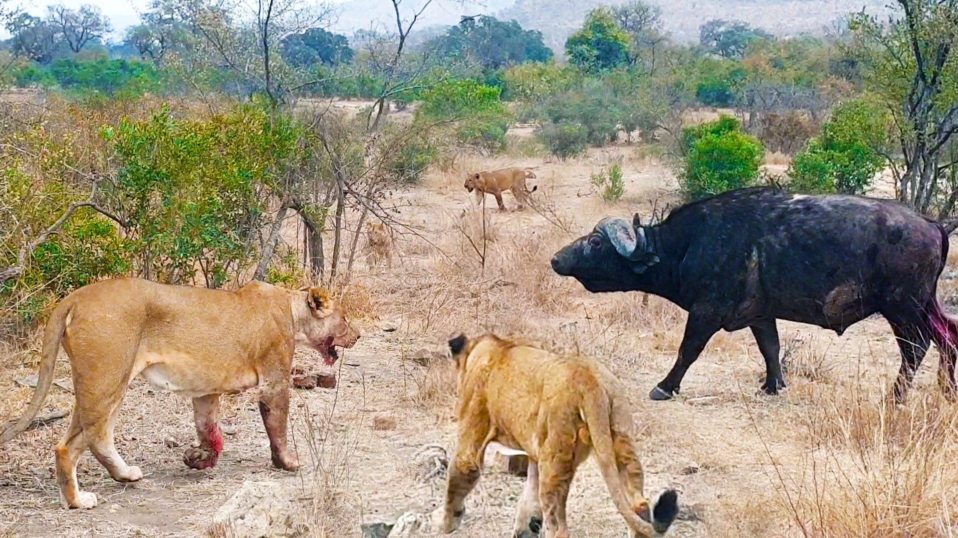 Buffalo Escapes After Being Surrounded by Lion Pride 