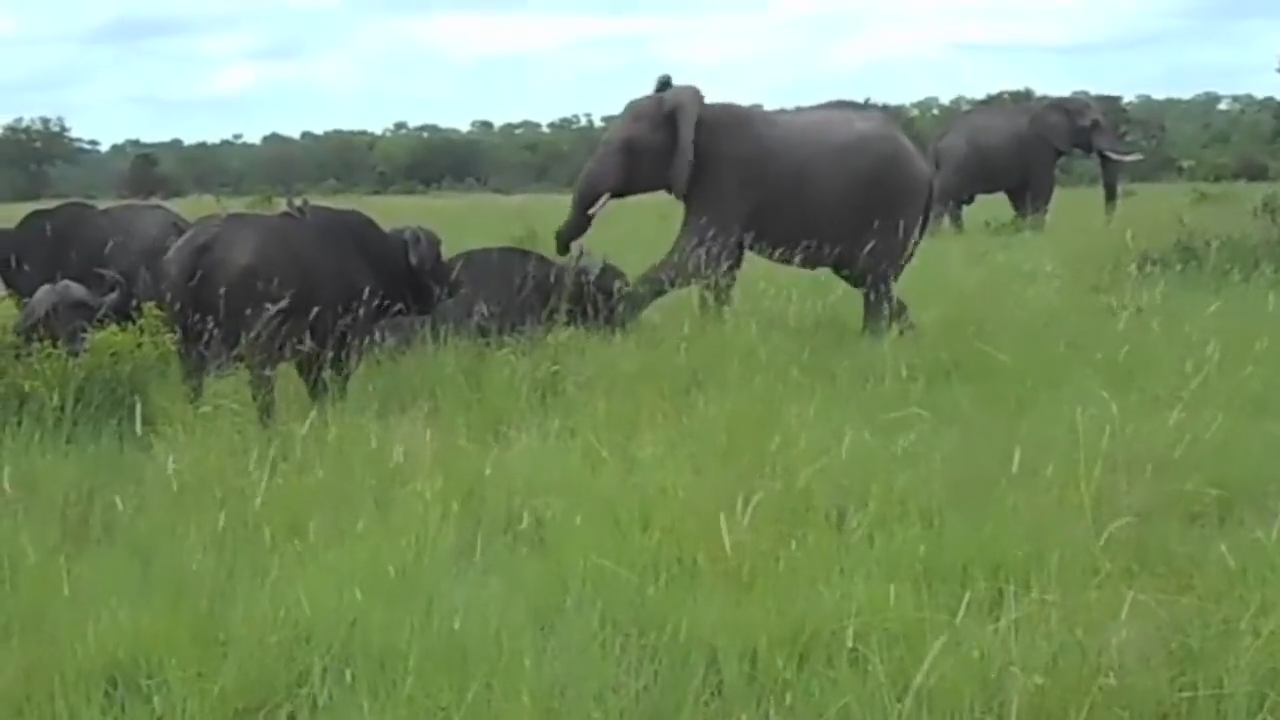 Elephant Kicks A Buffalo And Gets A Headbutt