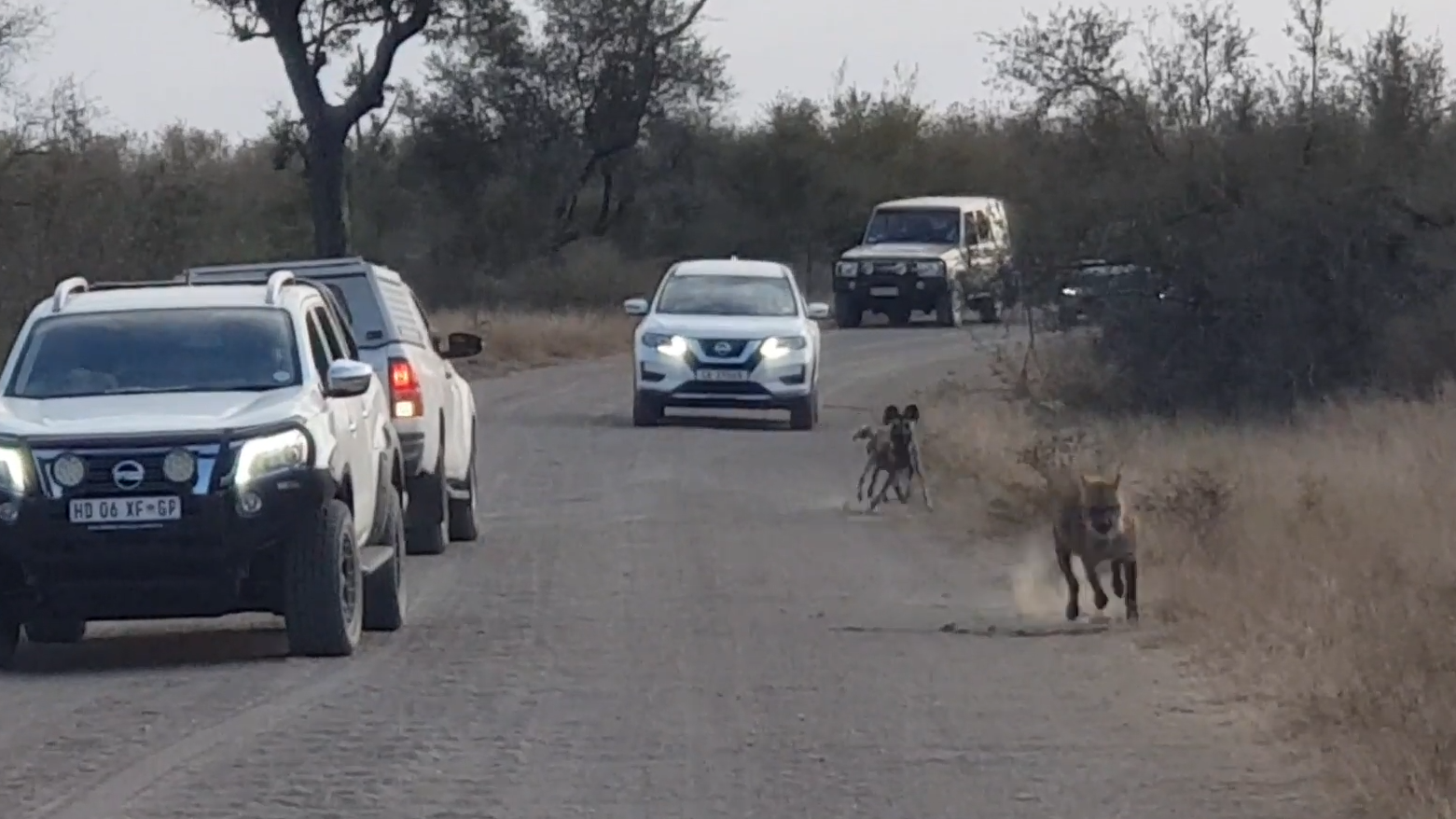 Hyena Tries To Hide In The Road From Wild Dogs