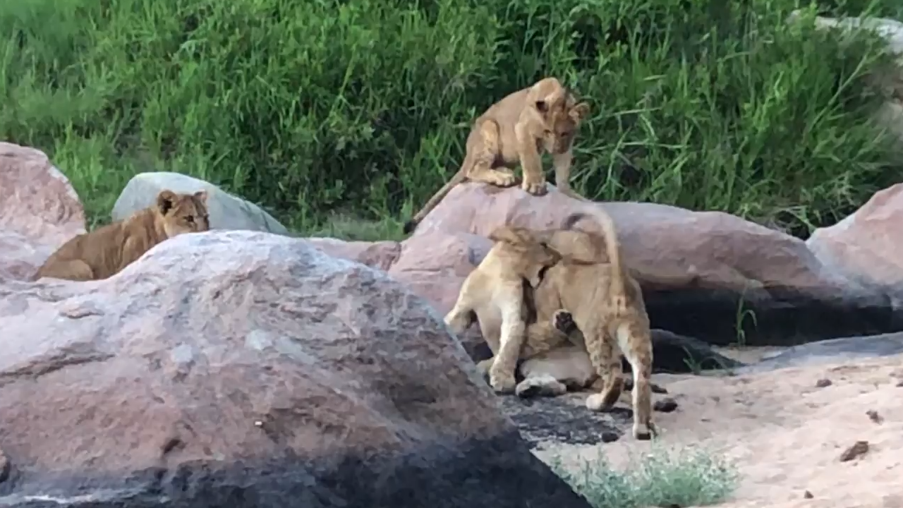 Lion Cubs Tumble Down A Riverbed