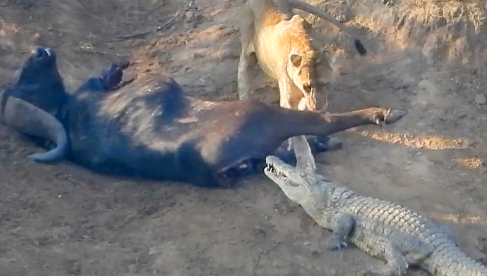 Lions And Crocodile Share A Buffalo
