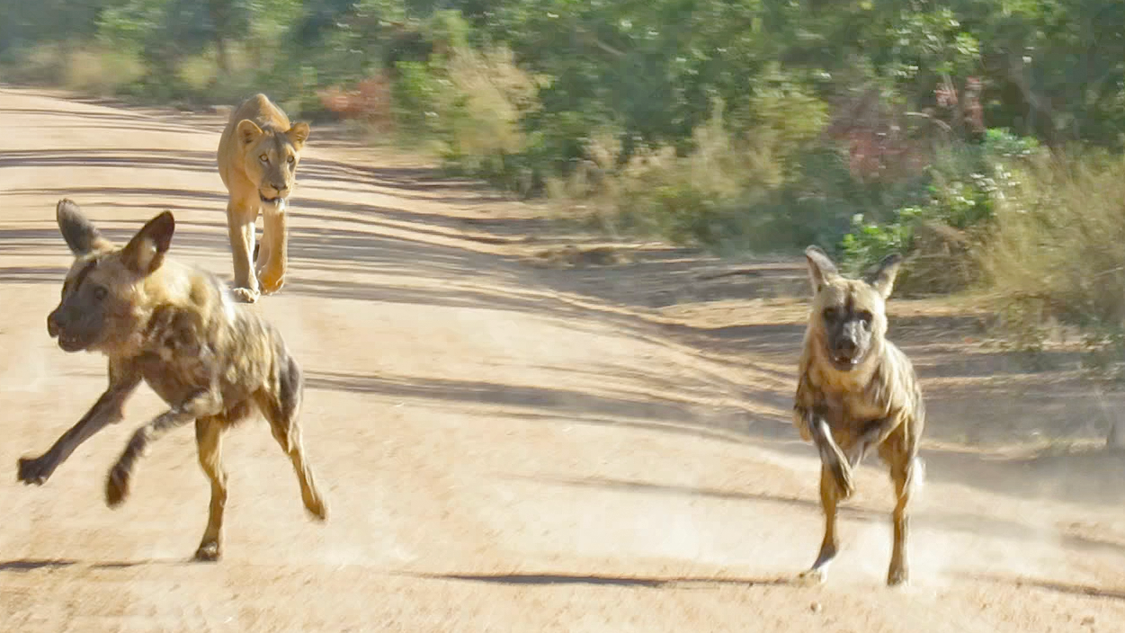 Lioness Tracks Down Wild Dogs From 4kms Away