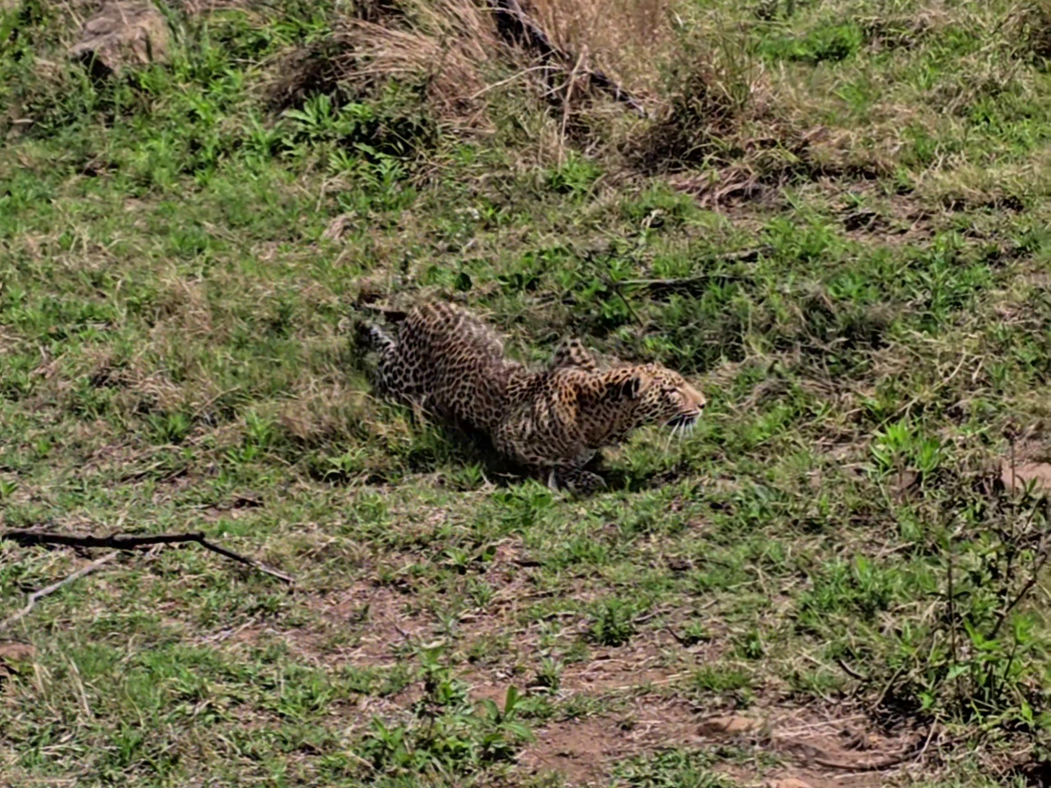 3 Leopards and 2 Hunts In 1 Day!