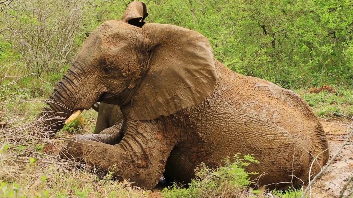 Elephants Go For A Role In The Mud