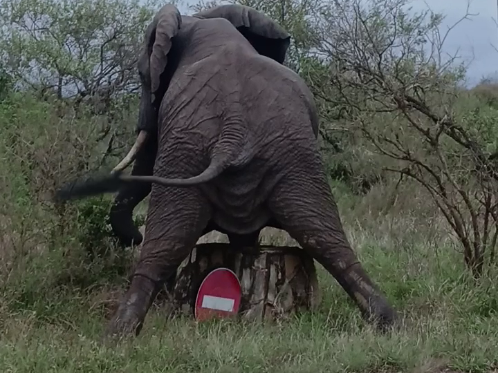Elephant Scratches Himself On The Road Sign