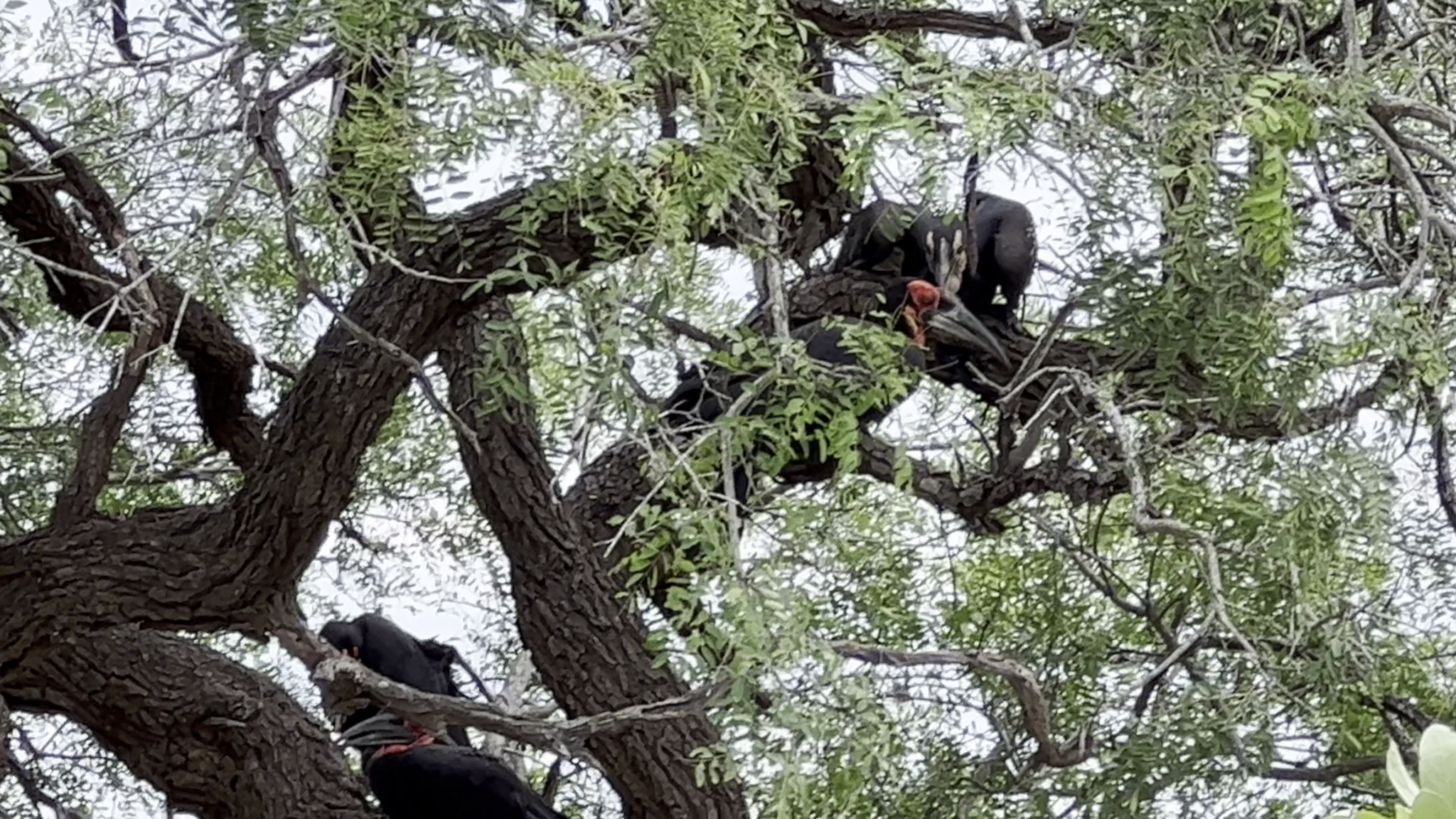6 Ground Hornbills Huddle in a Tree
