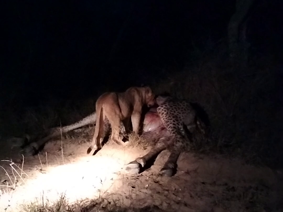 Hyena Clan Chases A Lone Lioness Off A Giraffe 