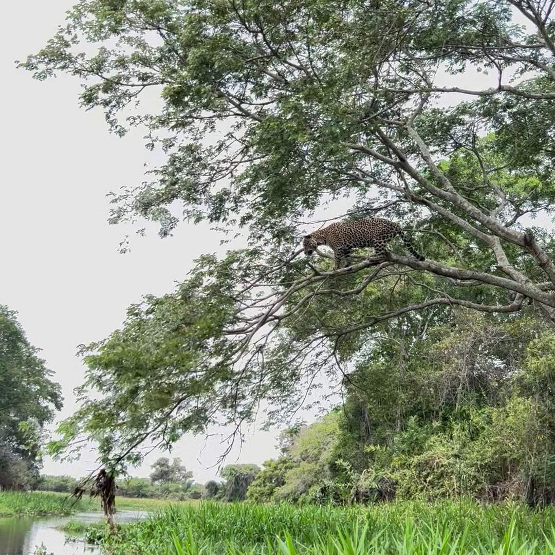 Jaguar Jumps From A Tree To Make A Catch In The River