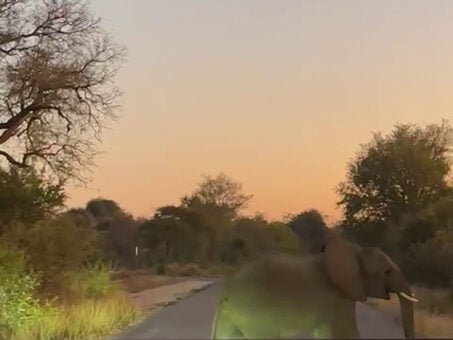 Baby Elephant Throws A Tantrum On The Road 