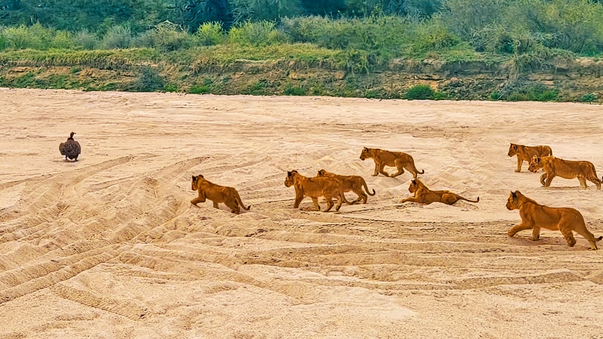 8 Curious Lion Cubs Attempt To Stalk A Vulture In MalaMala