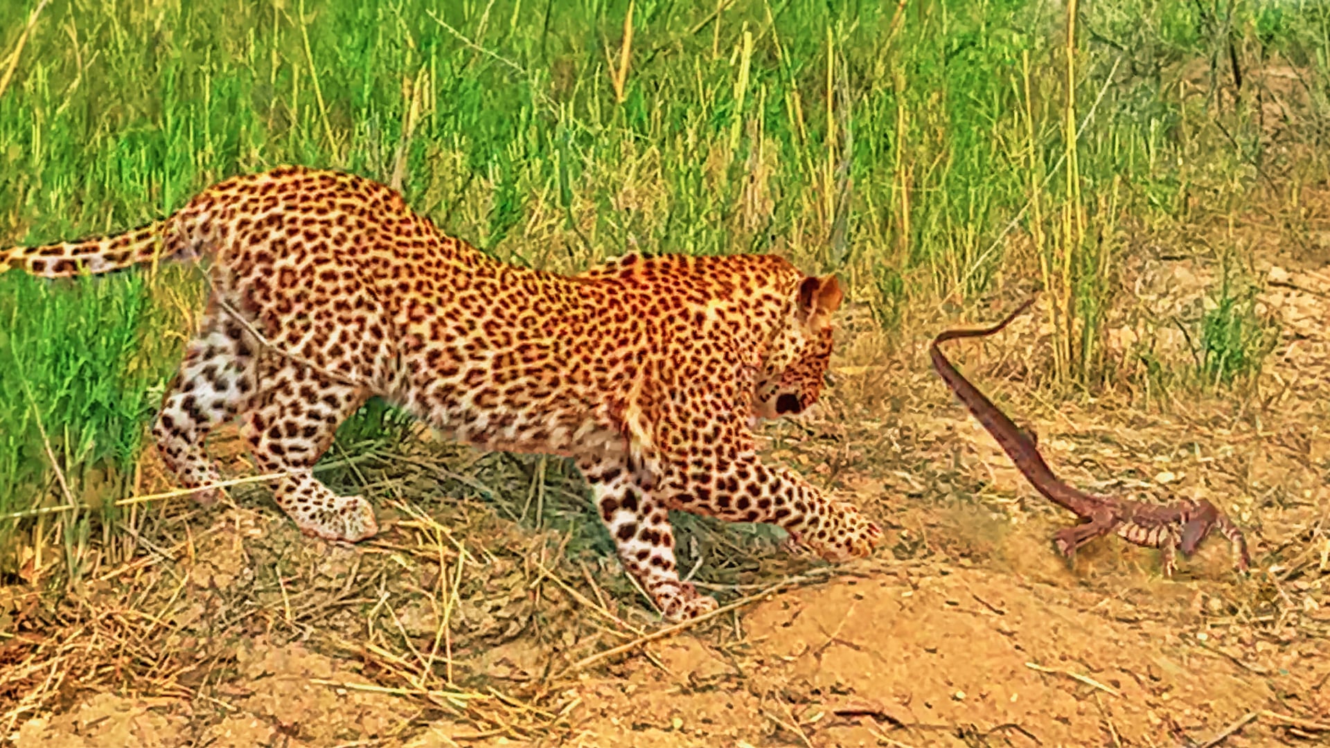 Leopard Cub Corners A Monitor Lizard In MalaMala Game Reserve