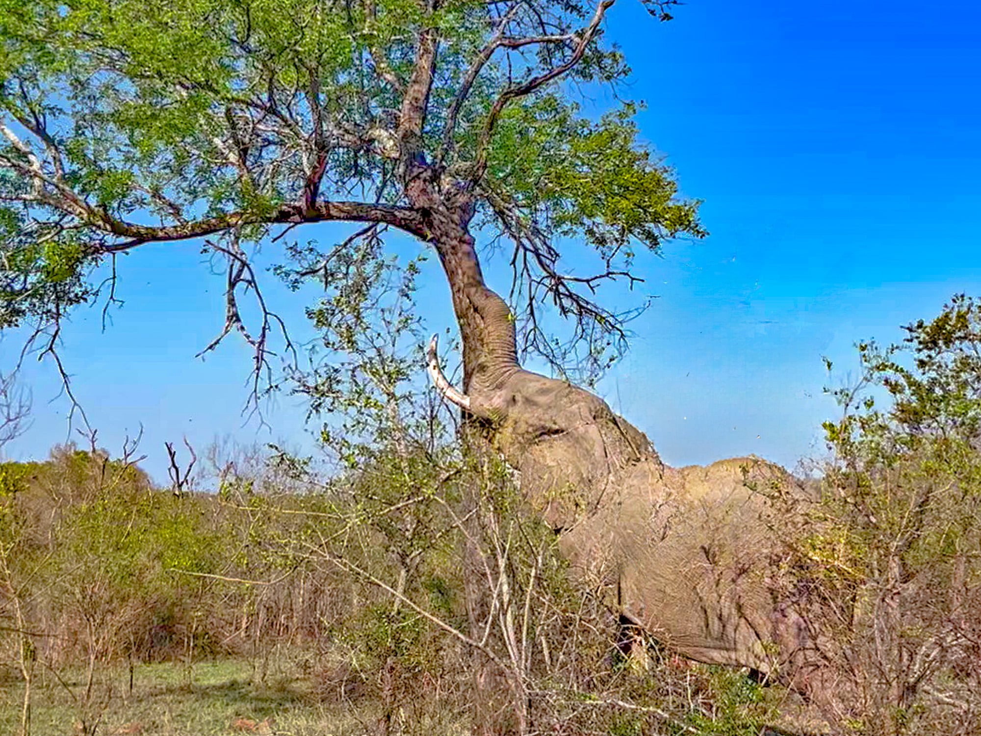 Elephant Pushes Down A Tree To Get Food 