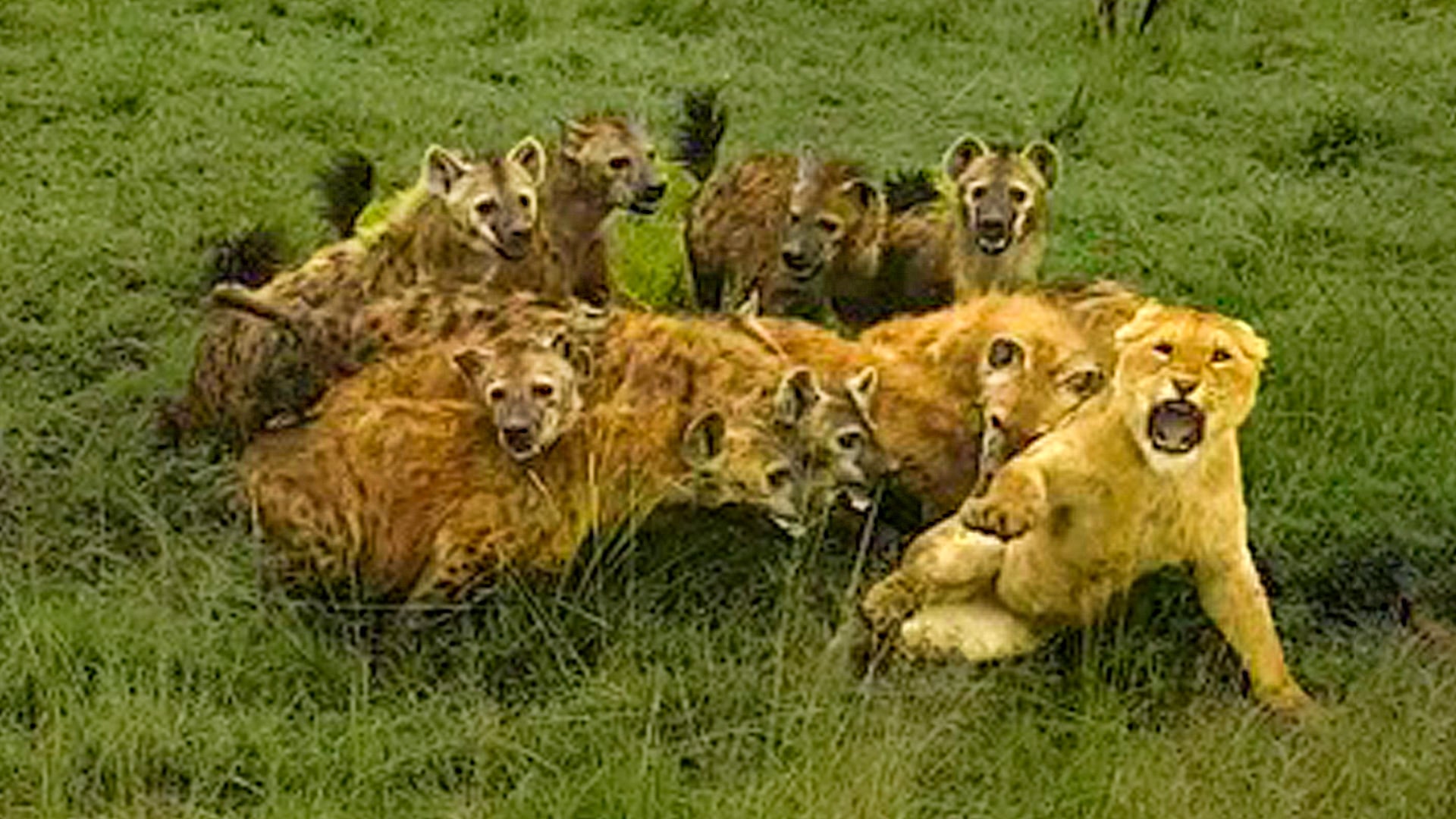 Lion Pride Rescues Lioness Swarmed By Hyenas
