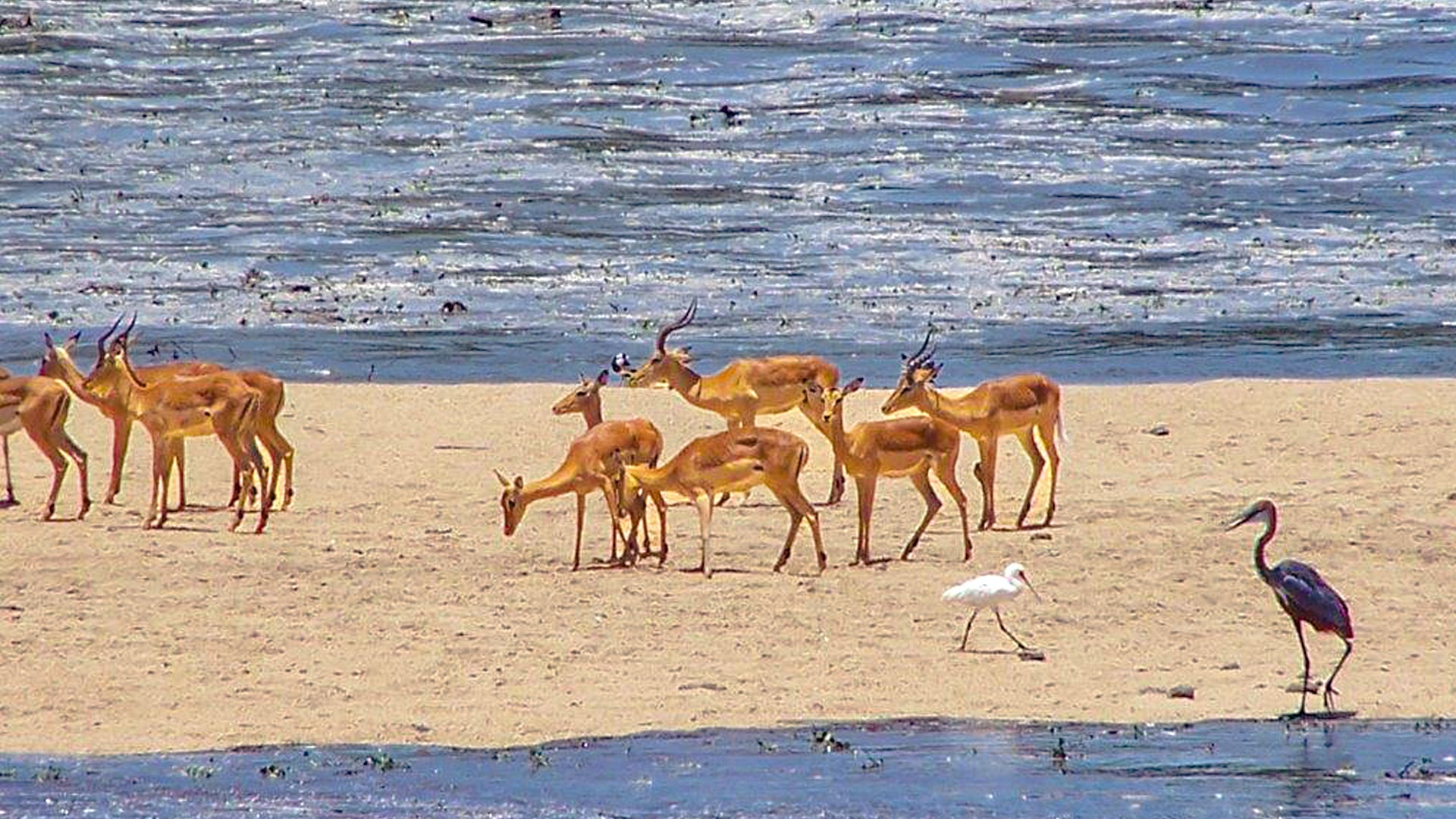 Impalas Get Stuck On An Island During A Flood