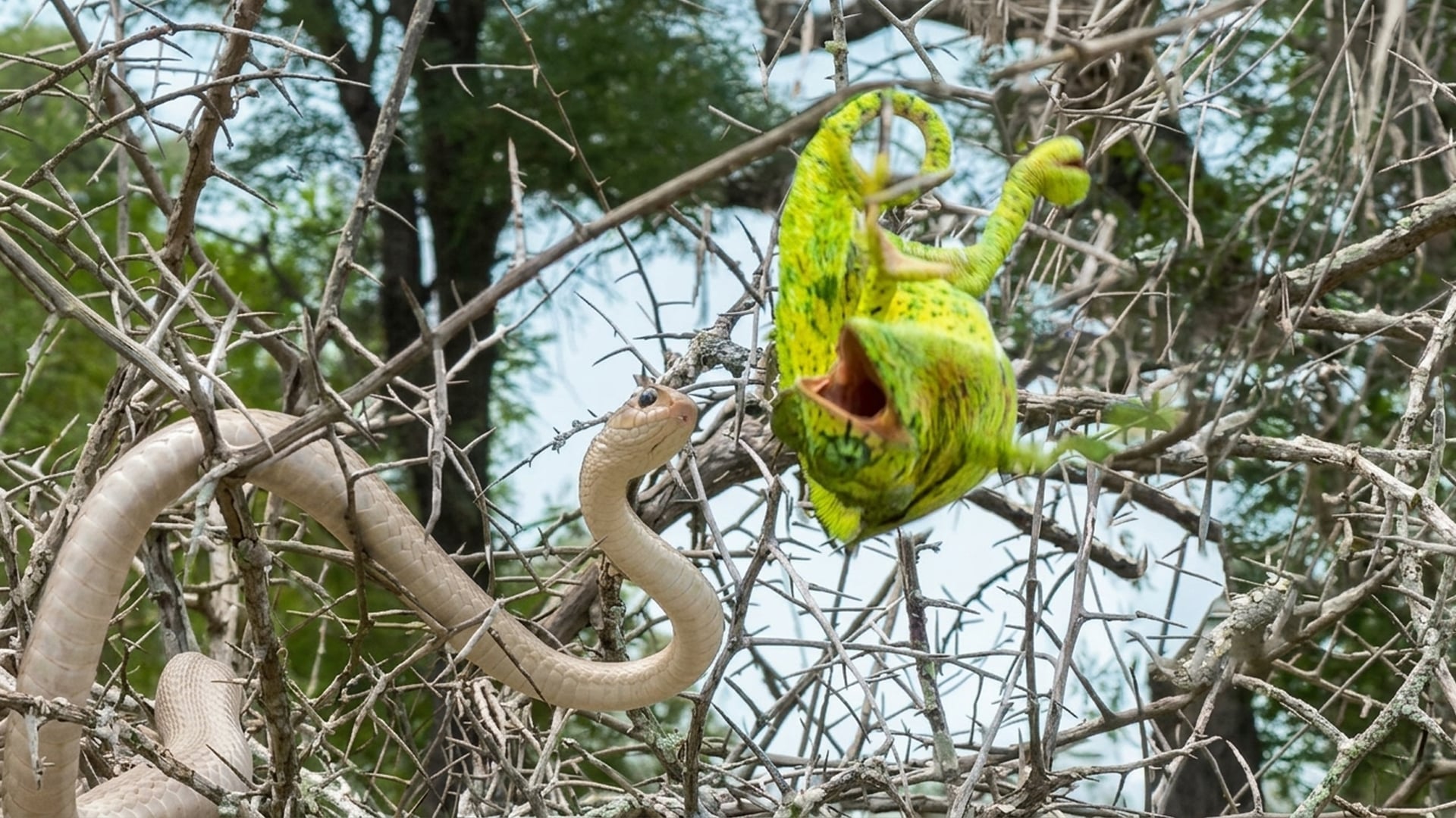 Chameleon Battles A Snake In A Tree