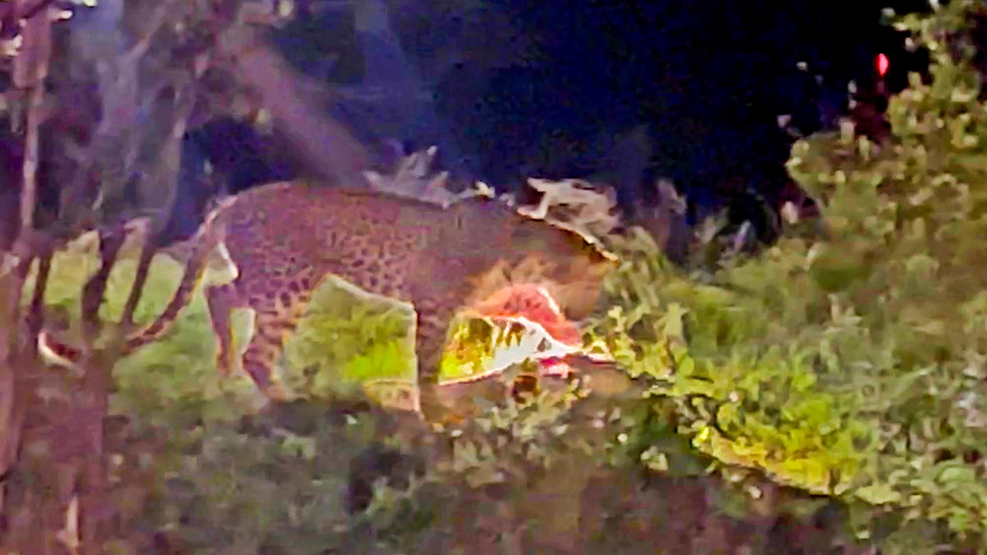 Leopard Tries To Catch A Rare Pangolin