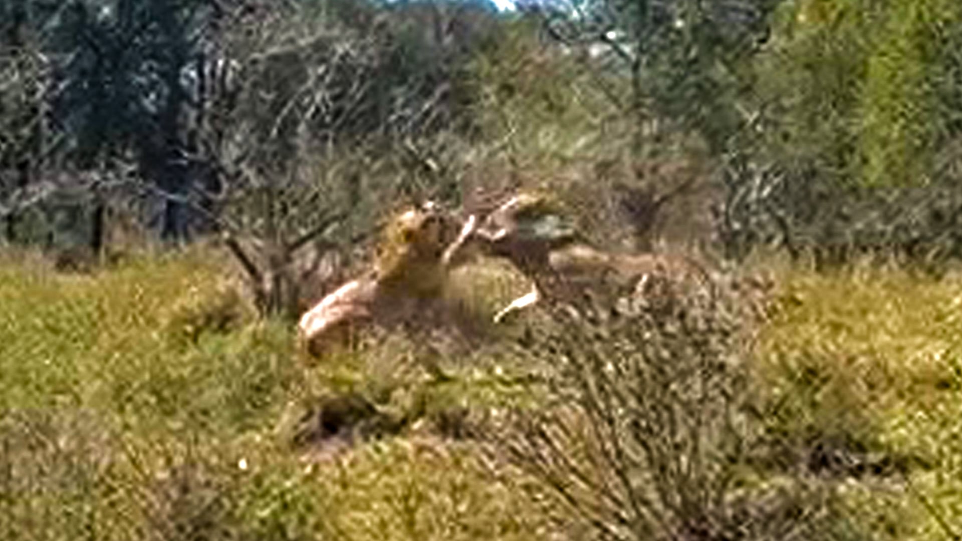 Male Lions Have Fight Next To The Road